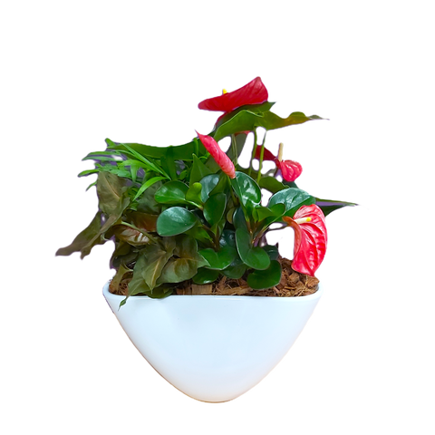 A garden of lush greenery and colourful anthuriums adorn this classic ceramic planter.