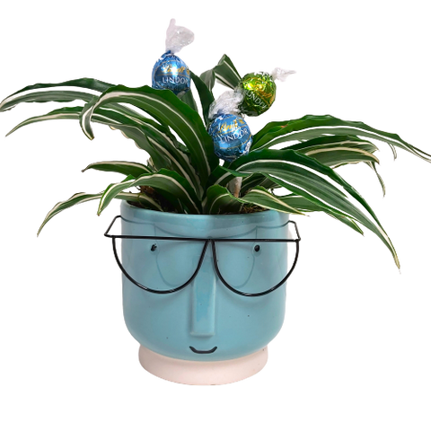 A fun creation in our 'selfie' planter pot along with a couple truffles to enjoy. Sure to bring a smile to the lucky one to receive this gift. We'll include a delicious box of chocolates with the deluxe version.