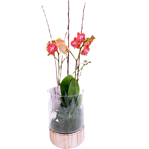 A precious plant arrangement holding beautiful precious orchid blooms ready to enjoy! Deluxe and Premium upgrades include added sweets to compliment the occasion.