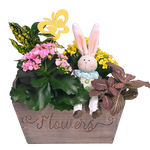 The Easter Bunny is sitting a while in this pretty wood garden basket filled with lush green and flowering plants. A nice garden to nurture and grow. 