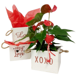 Convey your affection to your special Valentine with our Hugs & Kisses plant arrangement, featuring heart shaped anthurium flowers. This unique plant is an ideal expression of love for Valentine's Day. Container style may vary as shown.