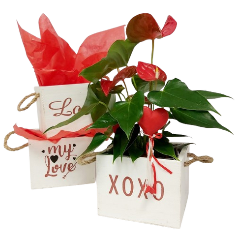 Convey your affection to your special Valentine with our Hugs & Kisses plant arrangement, featuring heart shaped anthurium flowers. This unique plant is an ideal expression of love for Valentine's Day. Container style may vary as shown.