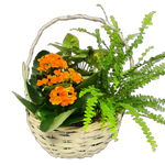 Classic wicker planter with lush green and flowering plants.