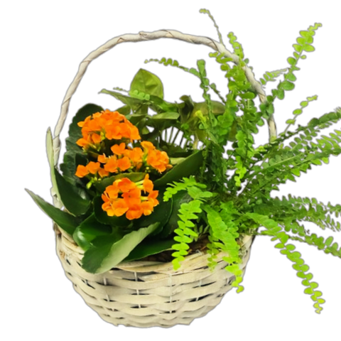 Classic wicker planter with lush green and flowering plants.