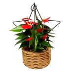 Our beautiful festive anthurium is nestled in the stars! A beautiful arrangement to be enjoyed throughout the festive season and beyond. This one's sure to be a favourite!