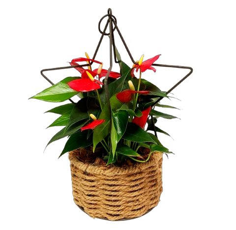 Our beautiful festive anthurium is nestled in the stars! A beautiful arrangement to be enjoyed throughout the festive season and beyond. This one's sure to be a favourite!