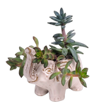 Nestled inside this cute little elephant is a pretty succulent to enjoy. A fun little design to send a bit of cheer. Succulent plant will vary with each design. Deluxe size has the elephant sitting on top of delicious box of chocolates to savour.