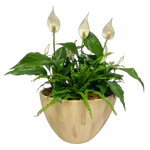 Large peace lily and greens planter.