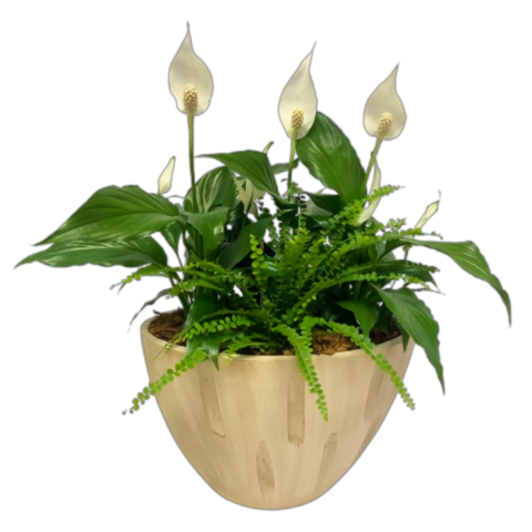 Large peace lily and greens planter.