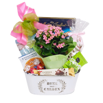 A pretty blooming plant nestled in a pretty tin with delicious chocolates, cookies & sweet treats. Sweets to enjoy and a flowering plant to nurture and grow.