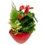 Rudolph loves this festive red planter that holds a beautiful mixed plant arrangement of lush green plants and a flowering anthurium. Sure to have a special place in the home or office to enjoy throughout the season and beyond.