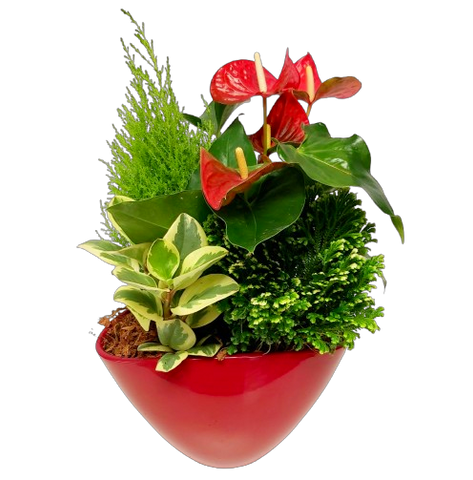 Rudolph loves this festive red planter that holds a beautiful mixed plant arrangement of lush green plants and a flowering anthurium. Sure to have a special place in the home or office to enjoy throughout the season and beyond.