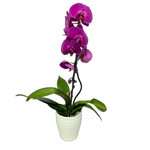 Cascading phalaenopsis orchid plant.