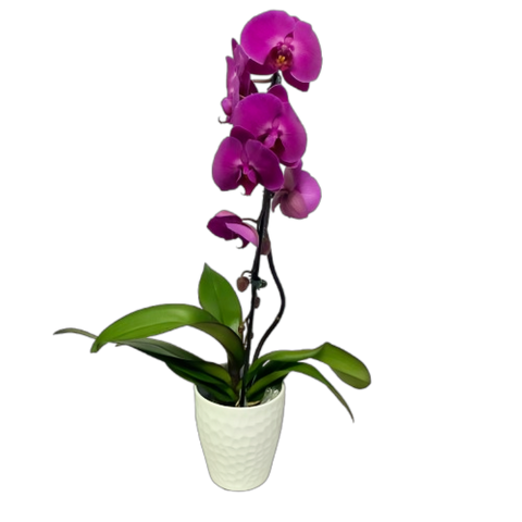 Cascading phalaenopsis orchid plant.