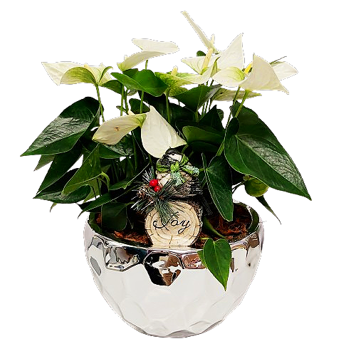 anthurium in winter Winter Wonder Anthurium Plant Arrangement – Kit & Kaboodles Gift Baskets