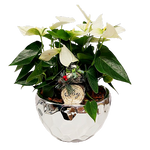 A touch of winter wonder is nestled inside this silver pot of anthurium wonder with a pretty winter keepsake ornament. A beautiful floral plant arrangement to enjoy all winter long!