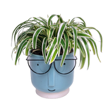 Delight a plant lover today, send our fun Hairy Potter their way!